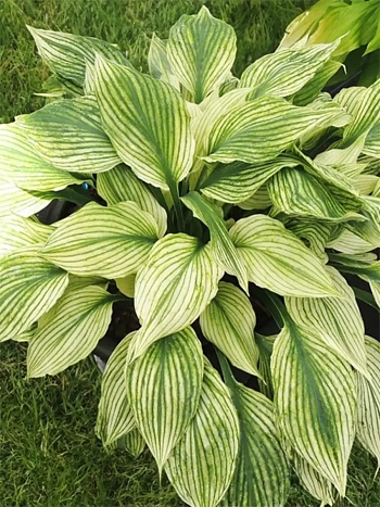 Хоста Silver Feather