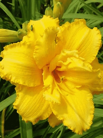 Лилейник Condilla