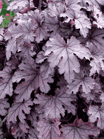 Гейхерелла Plum Cascade