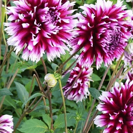 Георгина Alauna Clair Obscure