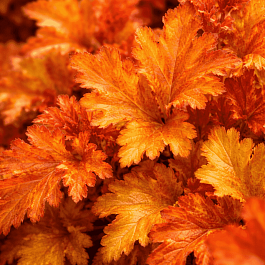 Гейхера Amber Waves