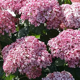 Гортензия древовидная Candybelle Bubblegum