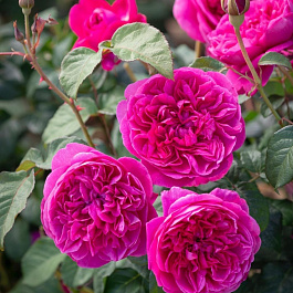 Роза английская парковая Джеймс Л. Остин