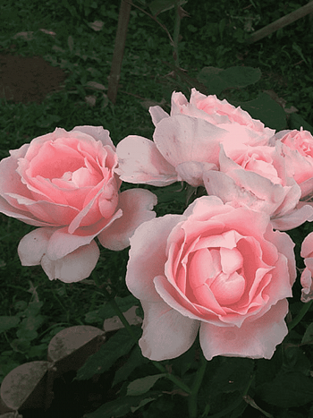 Роза плетистая Бригантина