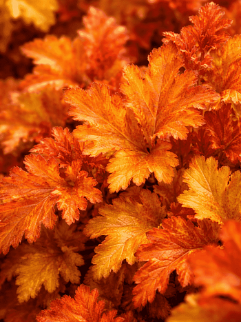 Гейхера Amber Waves