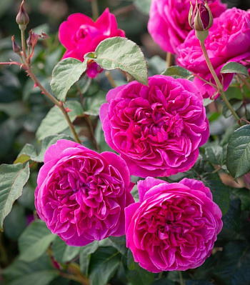 Роза английская парковая Джеймс Л. Остин