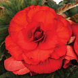 Бегония махровая Скарлет Бегония махровая Скарлет