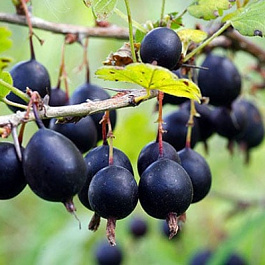 Смородина золотистая Левушка