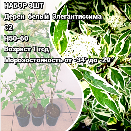 Дерен белый Элегантиссима НАБОР 3ШТ