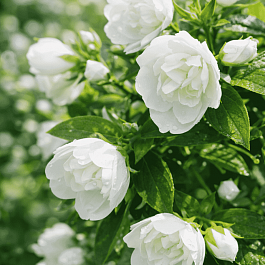 Чубушник Лемуана Manteau d'Hermine