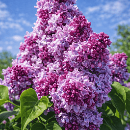 Сирень обыкновенная Маршал Малиновский