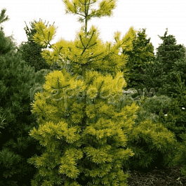 Сосна густоцветковая Aurea