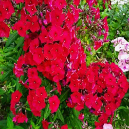 Флокс Салют