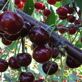 Вишня обыкновенная Ивановна (Дюк) Вишня обыкновенная Ивановна (Дюк)