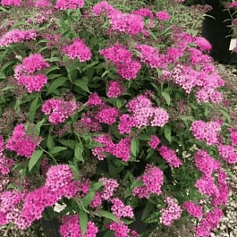 Спирея японская Anthony Waterer