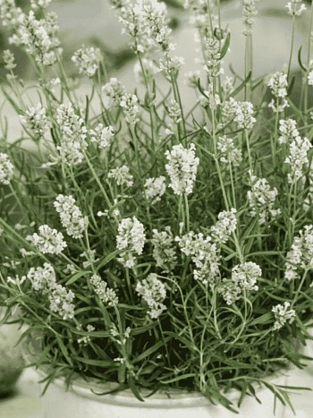 Лаванда узколистная Ellagance Snow