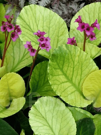 Бадан гибридный Галина Серова