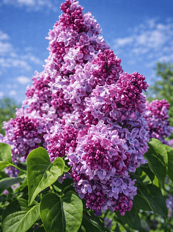 Сирень обыкновенная Маршал Малиновский
