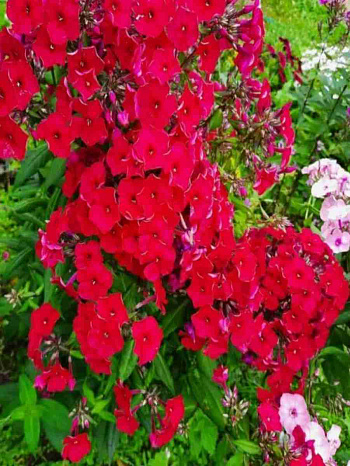 Флокс Салют