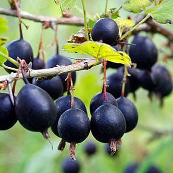 Смородина золотистая Левушка