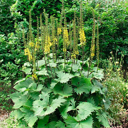 Бузульник Вильсона