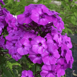 Флокс метельчатый Purple Paradise