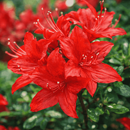 Азалия крупноцветковая Parkfeuer