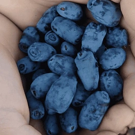 Жимолость плодовая Золушка