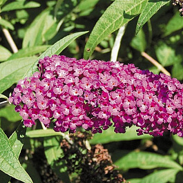 Буддлея Давида Бордер Бьюти Буддлея Давида Бордер Бьюти