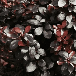 Барбарис Тунберга Dart's Red Lady