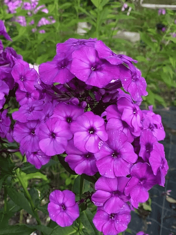 Флокс метельчатый Purple Paradise