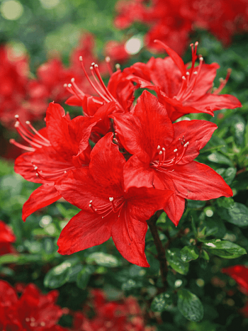 Азалия крупноцветковая Parkfeuer