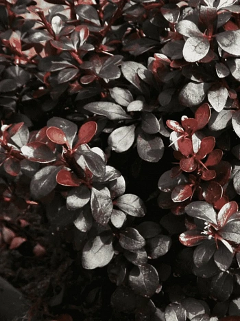 Барбарис Тунберга Dart's Red Lady