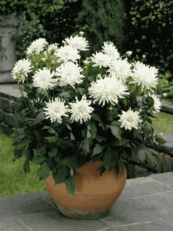 Георгина Aspen