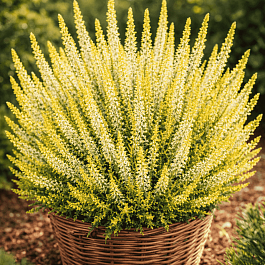 Вереск обыкновенный Sandy