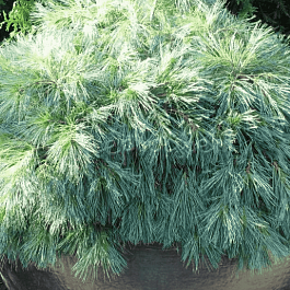 Сосна Веймутова Blue Shag