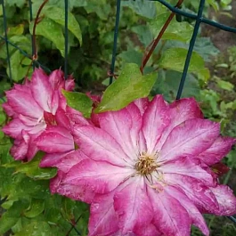 Клематис гибридный Kaen