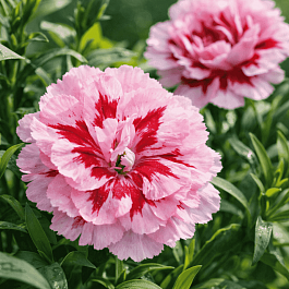 Гвоздика Oscar Purple Star 19