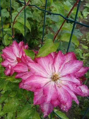 Клематис гибридный Kaen