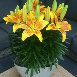 Лилия Tiny Parrot