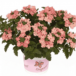 Вербена Empress Flair Peach