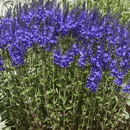 Вероника австрийская