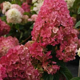 Гортензия метельчатая Living Indian Summer