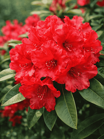 Рододендрон гибридный Tarragona