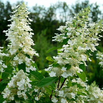 Гортензия метельчатая Кьюшу