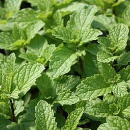 Мята Мохито Минце