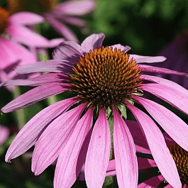 Эхинацея пурпурная