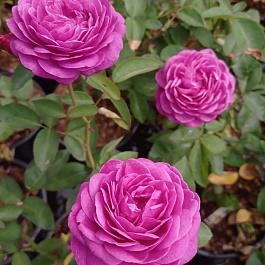 Роза миниатюрная Хайди Клум Роза миниатюрная Хайди Клум