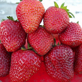 Земляника садовая Дукат Земляника садовая Дукат