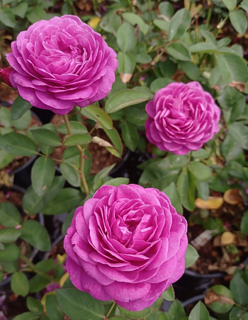 Роза миниатюрная Хайди Клум